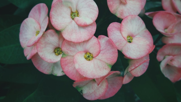 Primer plano de las flores rosas