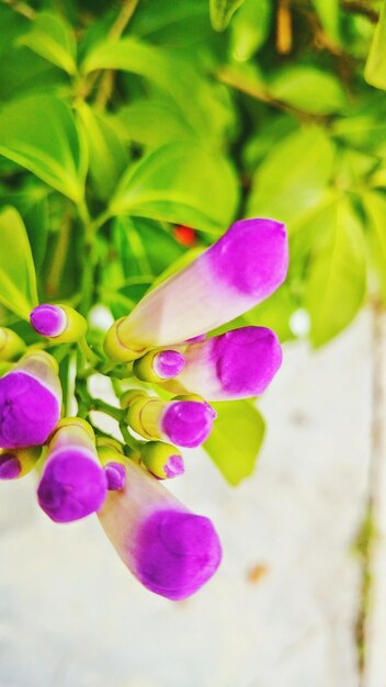 Foto primer plano de las flores rosas