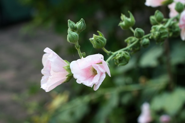 Primer plano de las flores rosas