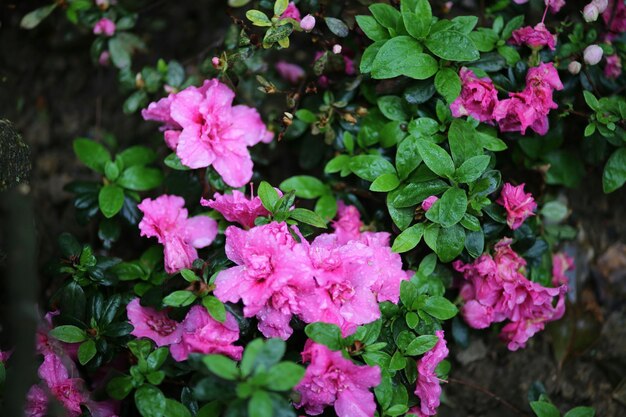 Foto primer plano de las flores rosas