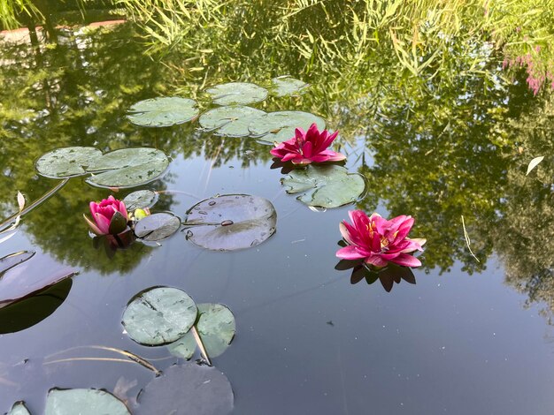 Foto primer plano de las flores rosas