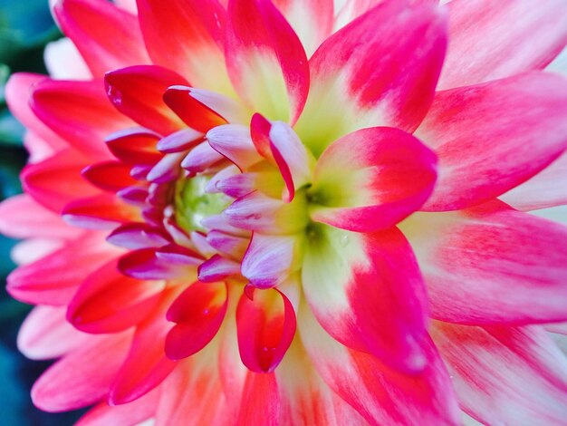 Foto primer plano de las flores rosas