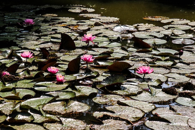 Primer plano de las flores rosas