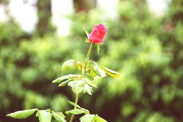 Foto primer plano de las flores rosas