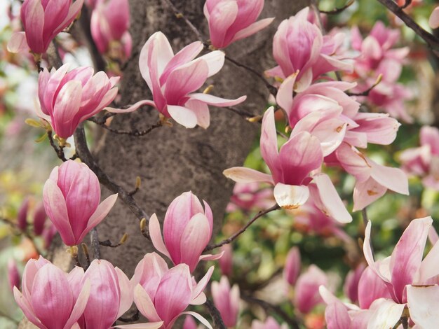 Foto primer plano de las flores rosas