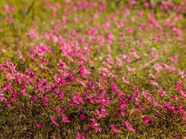 Foto primer plano de las flores rosas