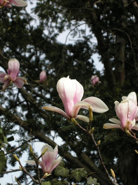 Foto primer plano de las flores rosas