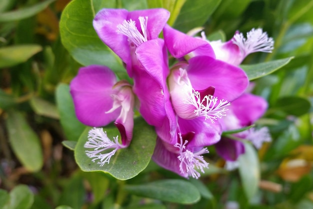 Un primer plano de las flores rosas.