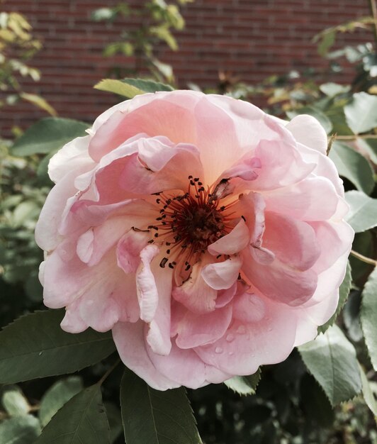 Foto primer plano de las flores rosas