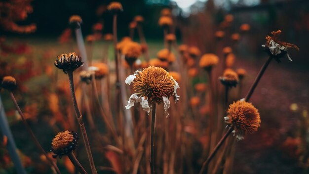 Foto un primer plano de flores secas y marchitas en un jardín de otoño