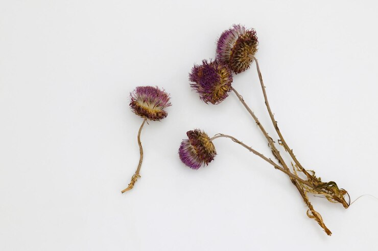 Un primer plano de flores secas sobre un fondo blanco.