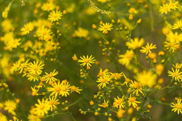 Foto primer plano de flores silvestres amarillas