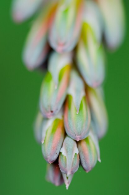 Primer plano de flores silvestres en el jardín