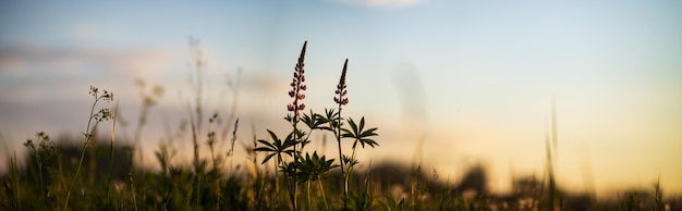 Primer plano de flores silvestres en la noche al atardecer en la pradera de verano Hermoso paisaje de campo natural con fondo borroso