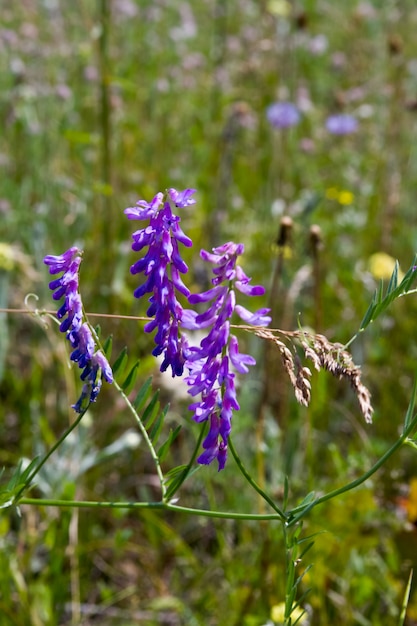 Primer plano de flores silvestres púrpuras sobre un fondo borroso de pradera de hierba