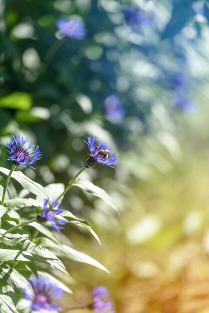 Primer plano de flores silvestres de verano