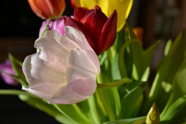 Primer plano de flores sobre un fondo negro