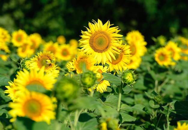 Primer plano de flores de sol