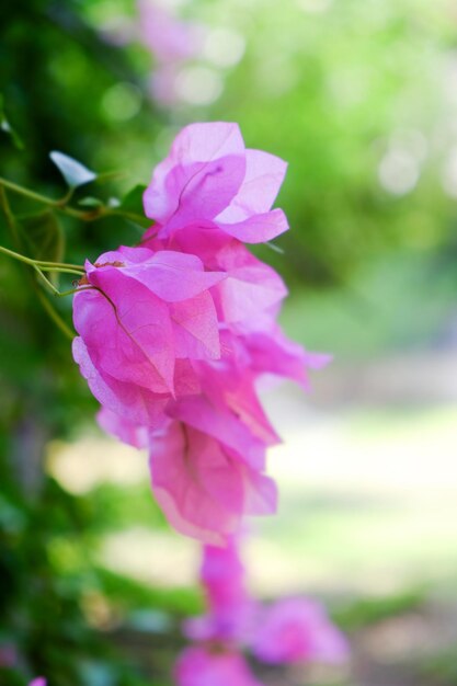 Primer plano de flores tropicales