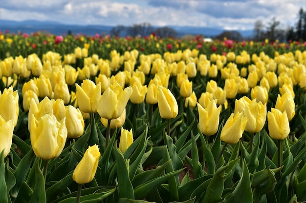Foto primer plano de las flores de tulipán amarillas en el campo