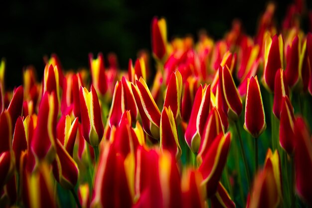 Foto primer plano de las flores de tulipán rojo en el campo