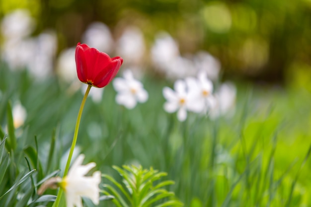 Primer plano de flores de tulipán rojo que florece en el jardín de primavera al aire libre