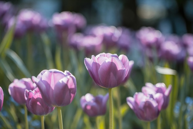 Primer plano de flores de tulipán violeta