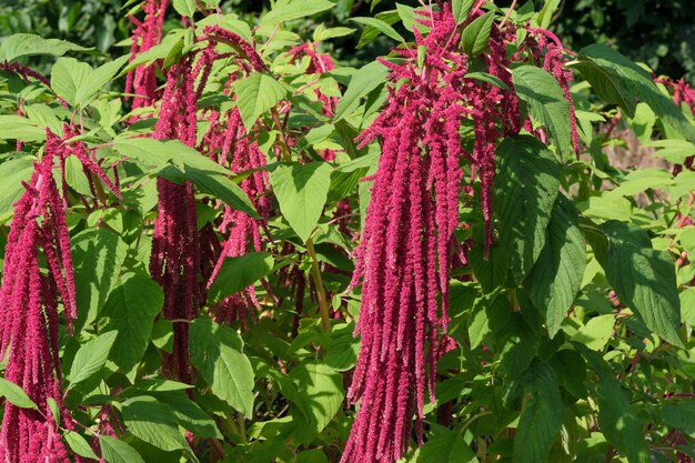 Primer plano de flores de verano