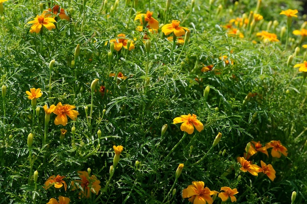 Primer plano de flores de verano