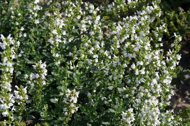 Primer plano de flores de verano