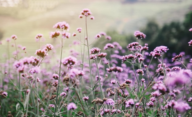 Primer plano de flores de verbena púrpura en el jardín