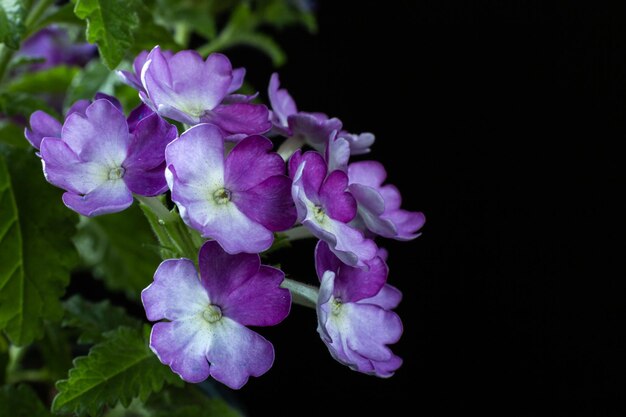 Primer plano de flores de verbena púrpura sobre un fondo negro