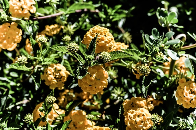 Foto primer plano de las flores