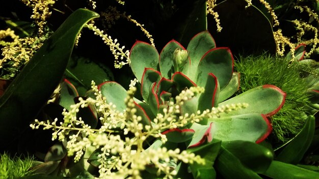 Foto primer plano de las flores