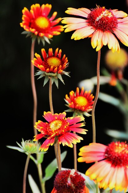 Foto primer plano de las flores