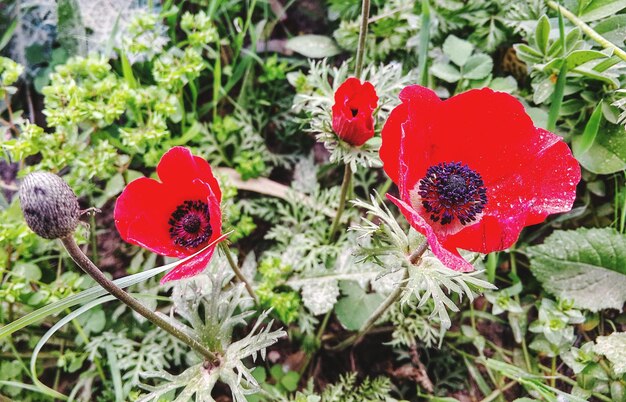 Primer plano de las flores