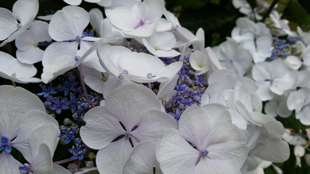 Foto primer plano de las flores