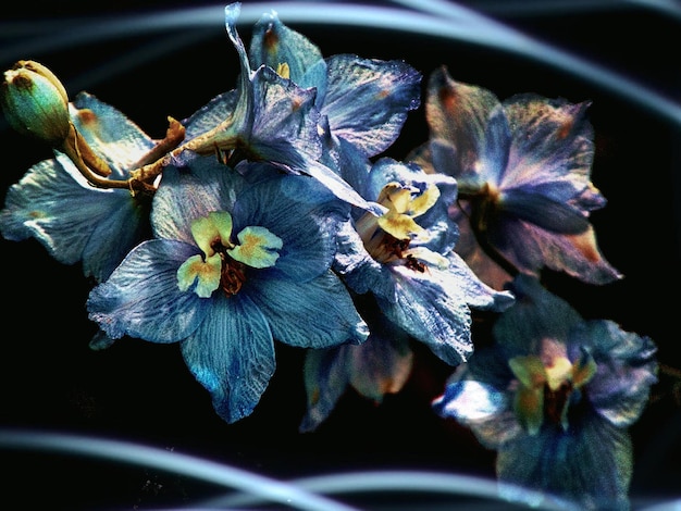 Primer plano de las flores