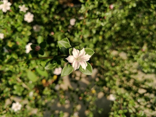 Foto primer plano de las flores