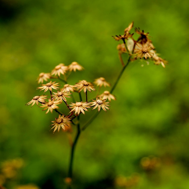 Foto primer plano de las flores