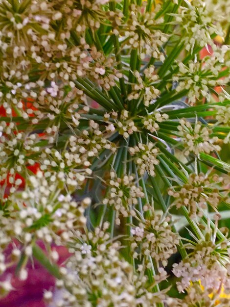 Foto primer plano de las flores