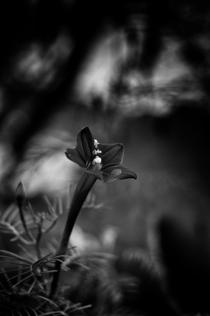 Foto primer plano de las flores