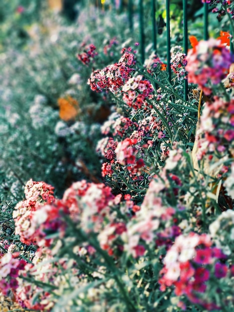 Primer plano de las flores