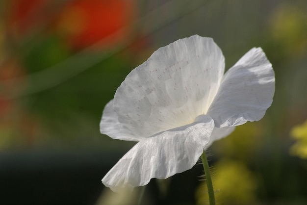 Primer plano de las flores