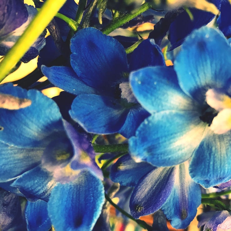 Foto primer plano de las flores