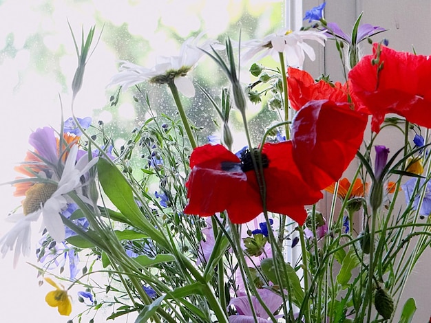 Primer plano de las flores