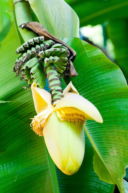 Foto primer plano de las flores