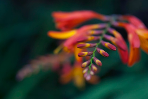 Foto primer plano de las flores