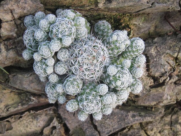 Foto primer plano de las flores