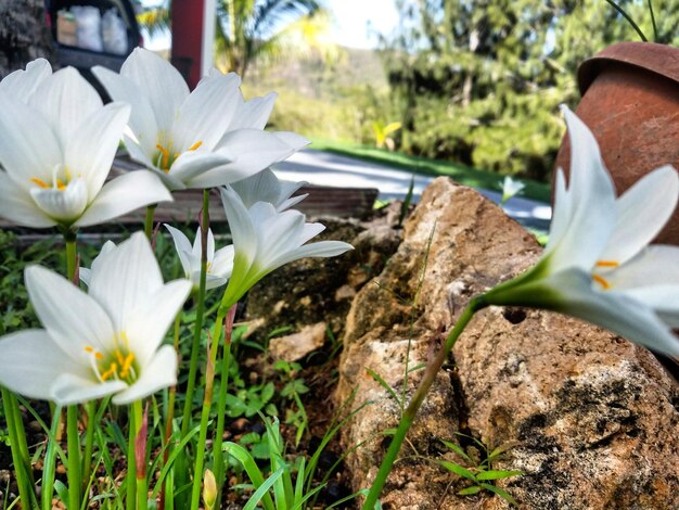 Foto primer plano de las flores